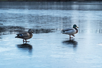 Duck couple walking on frozen lake