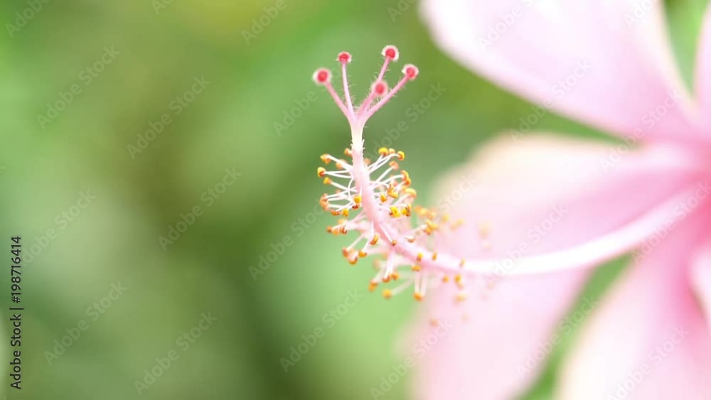 Poster Macro Tree With Leaf Or Flowers