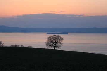 Fototapeta na wymiar silhouette di un albero affacciato sul lago di bolsena