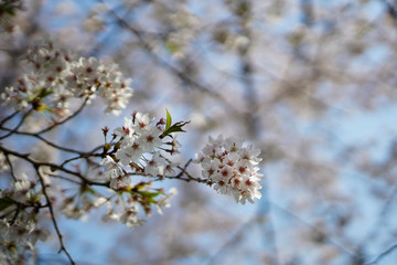 桜のある風景