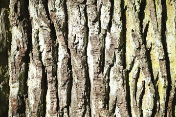 Fototapeta premium Holztextur, Hintergrundbild, grünliche braune Baumrinde