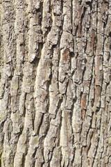braune Baumrinde