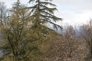 blossom in the yung spring and snow on the montain in the horizon