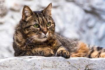 Portrait de chat