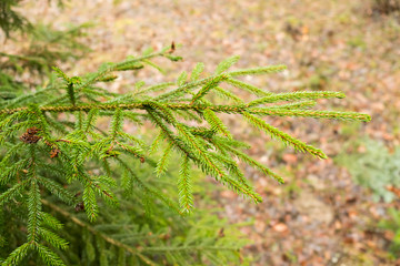 brightly green branches of a Christmas tree with a juicy needles background