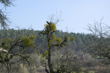 mistletoe plant on trees part one