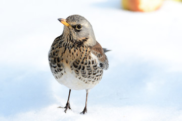 Kwiczoł © Arkadiusz