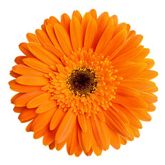 gerbera flower isolated on white background