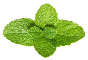 Mint leaves isolated without shadow