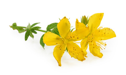 St. John's wort (Hypericum perforatum) isolated on white background