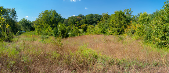 Summer Meadow Panorama