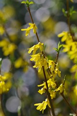 Forsythia (golden bell)
