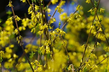 Forsythia (golden bell)
