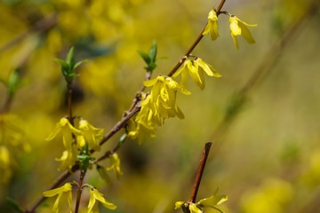 Forsythia (golden bell)

