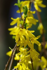 Forsythia (golden bell)
