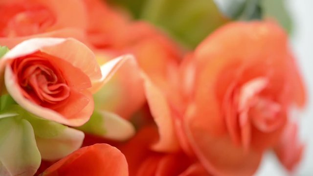 close-up of orange Begonia flower heads in studio. rack focus