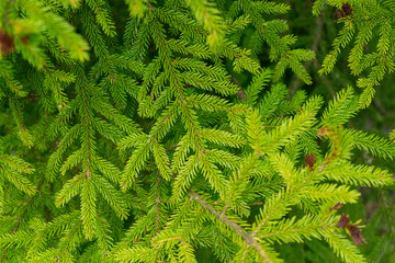 brightly green branches of a Christmas tree with a juicy needles background