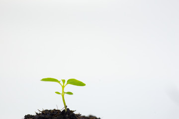 Tree growing on a white background.