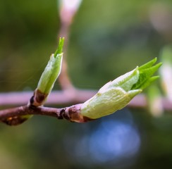 Spring, on trees from burst kidneys emerge the first leaves
