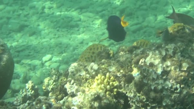 purple tang dahab 02