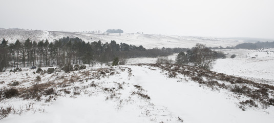 A snowy scene in the New Forest at Rockford Common.