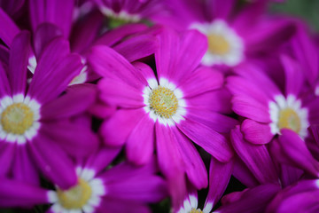 Obraz premium Close-up of purple flowers in a vase