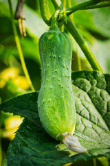 Gurke in der Plantage