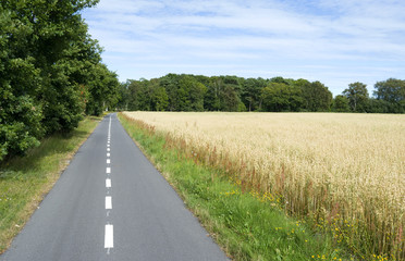 Fototapeta na wymiar Laesoe / Denmark: Well-developed rural cycleway between Byrum and Oesterby