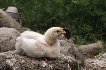 Chicken sitting on a stone
