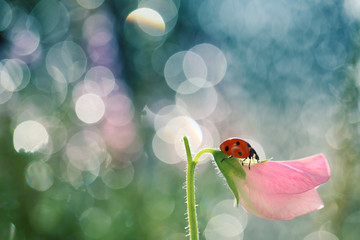 Fototapeta premium Mała czerwona biedronka lubi spacerować po łodydze kwiatów w ogrodzie