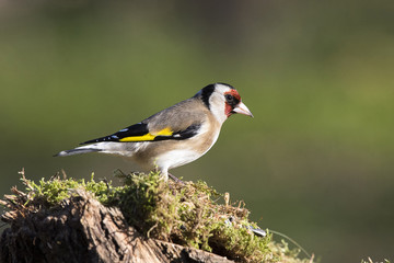 Cardellino
