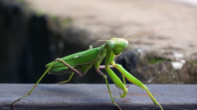 4K. Green praying mantis insect is moving. There are rocks in the background. Bokeh-Adrian.