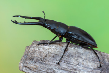 Giraffe Stag-Beetle - Prosopocoilus giraffa keisukei