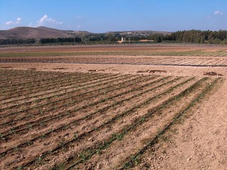 Impianto di irrigazione a goccia