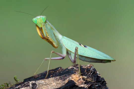 praying mantis - Sphodromantis sp.