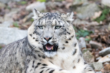 Snow Leopard on the watch