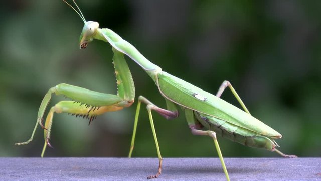4K. Closeup of a green praying mantis. The insect is cleaning, hygiene. There are leaves and vegetation in the background. Bokeh-Adrian.