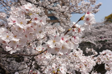 目黒川の桜