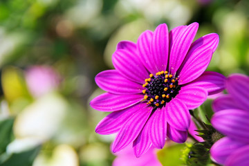 Obraz premium アフリカンデイジー