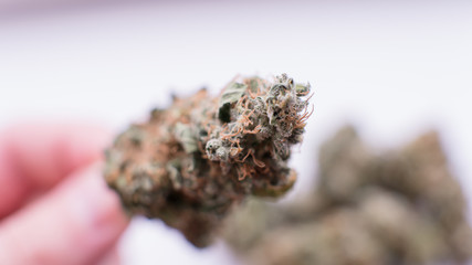 Cannabis Flowers for Impatient Gardeners, Types Of Marijuana - Sativa, Indica and Ruderalis