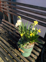  Narcissus on the bench