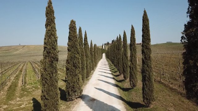 Tuscany, aerial landscape of a cypress avenue near the vineyards