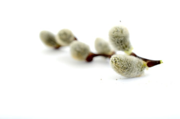 willow blossom in spring