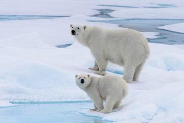Ours polaire (Ursus maritimus) mère et son petit sur la banquise, au nord du Svalbard en Norvège arctique