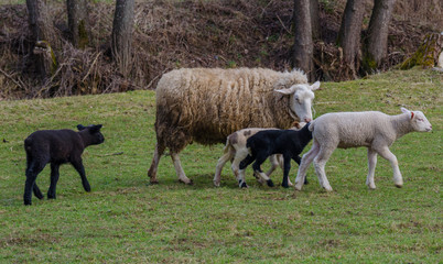 Newborn lambs, black and white on grasslands. Spring sheep. Realistic colors