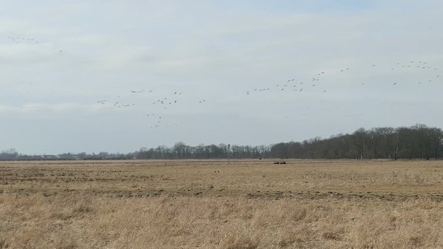 Greylag goose flying in springtime on the sky to rest on meadow.