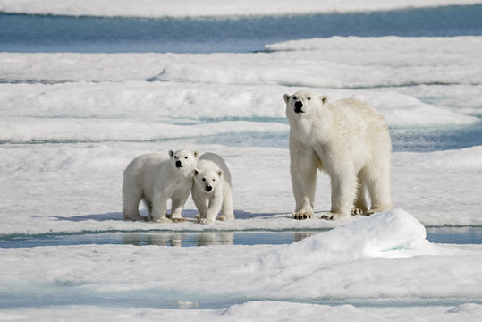 Polar bear mother with two cubs on ice