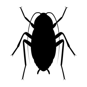 Vector image of silhouette of cockroach