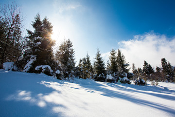Winter spruces and field