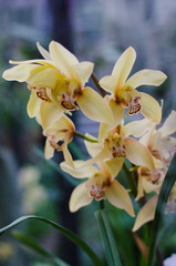 Obraz premium Full bloom of yellow orchid flower
